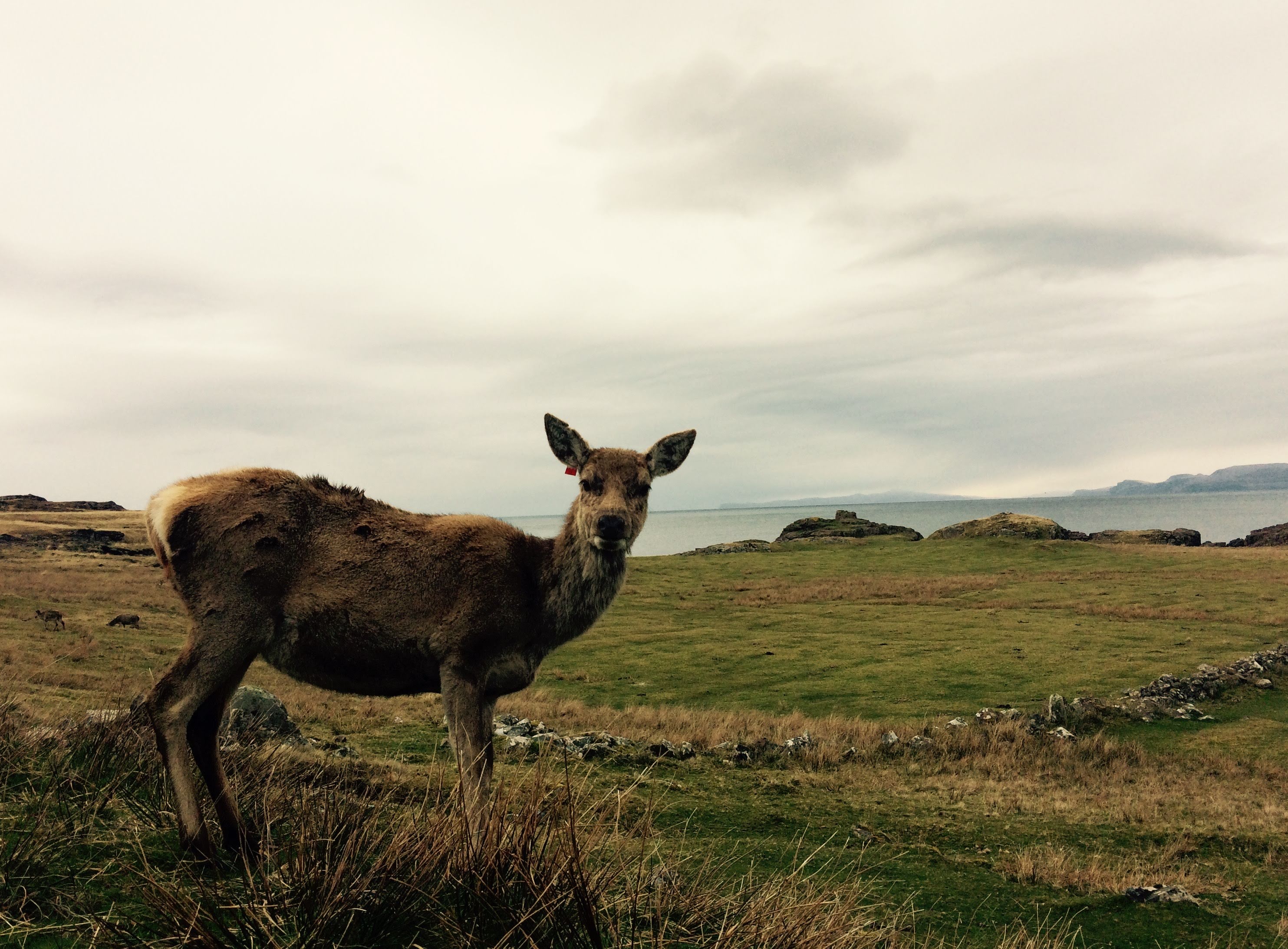Lonely Old Deers Ageing Red Deer less social as they grow old