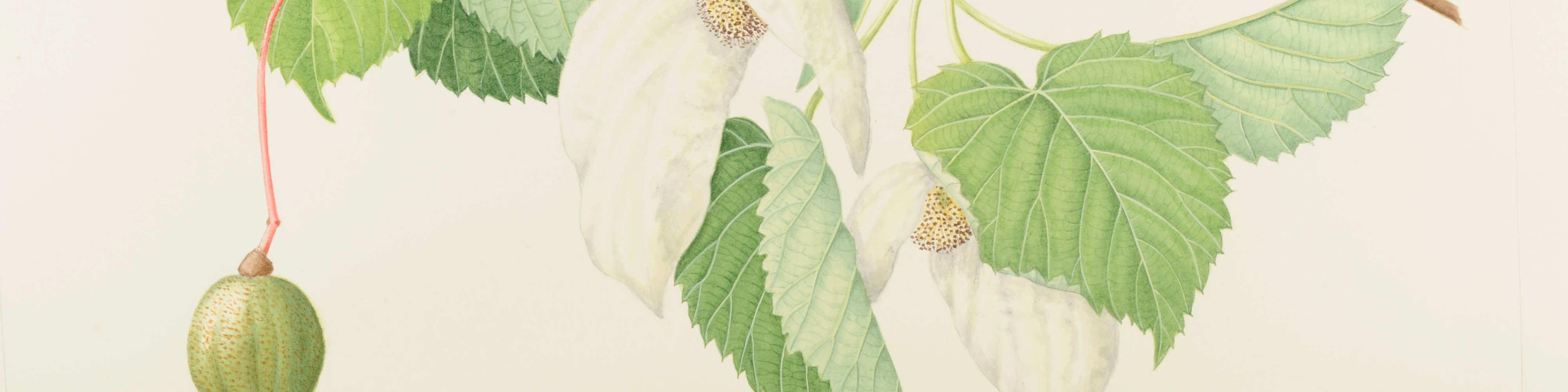 botanical artwork of a branch with a flower