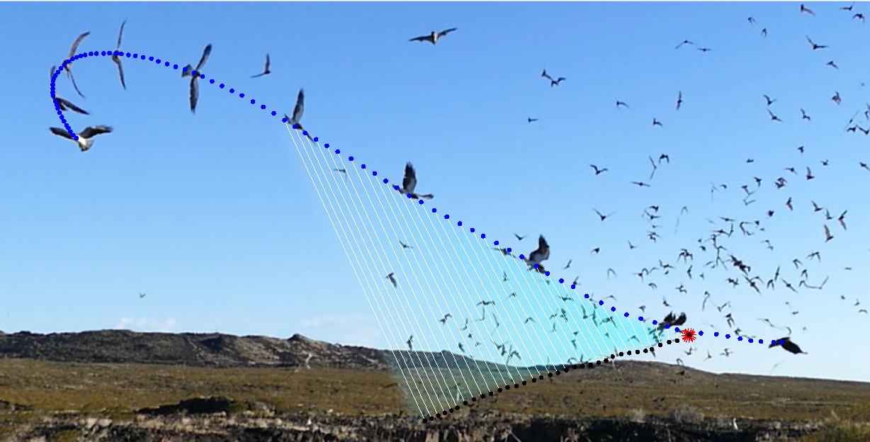 An image overlay showing the flightpath of a Swainson's hawk attacking a swarm of bats