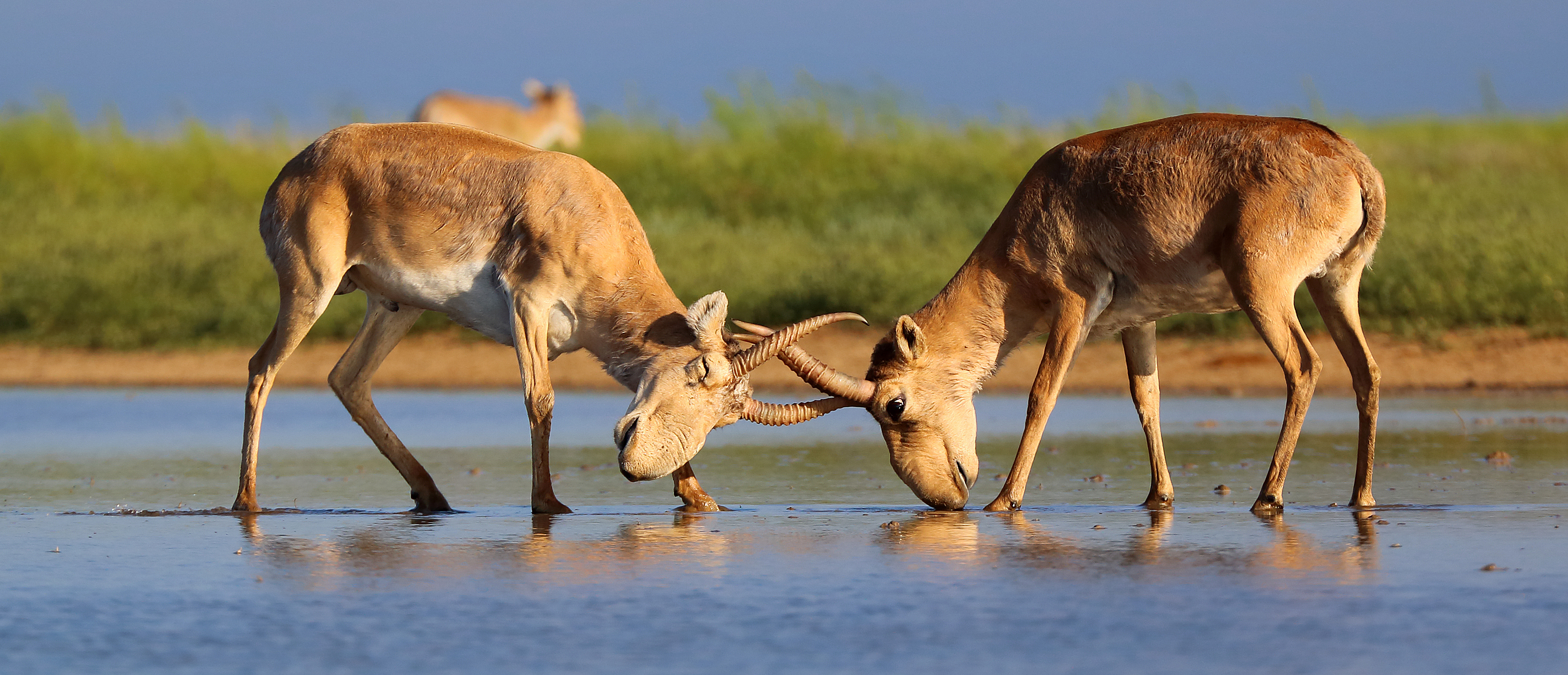 two saiga antelope sparring with their horns