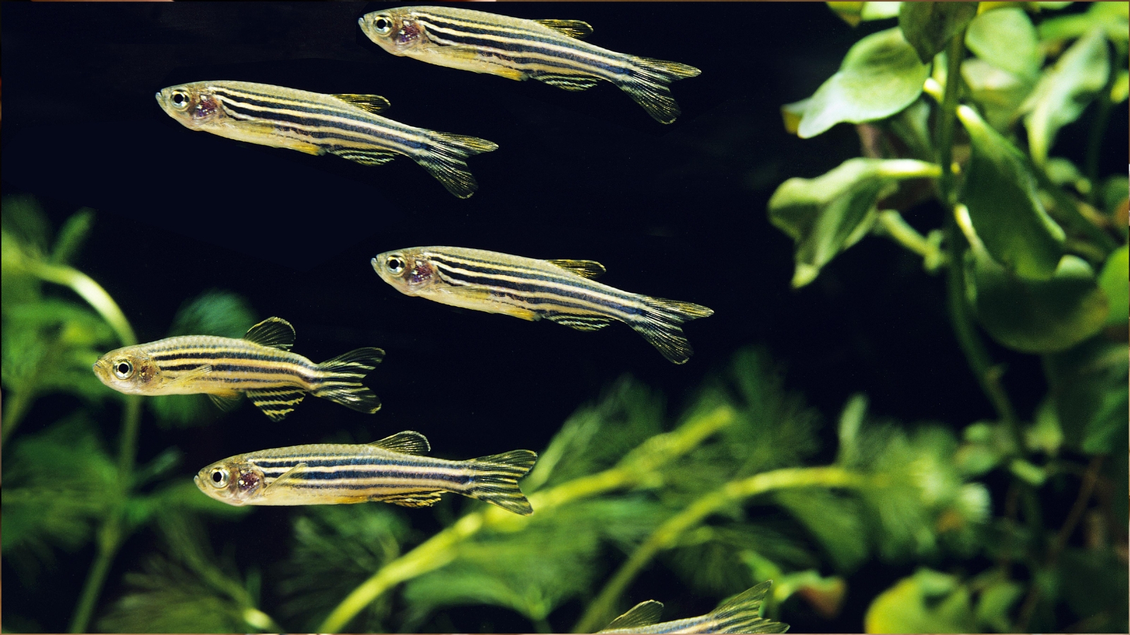 Fish Sentiar Spatial Cognition | Department of Biology