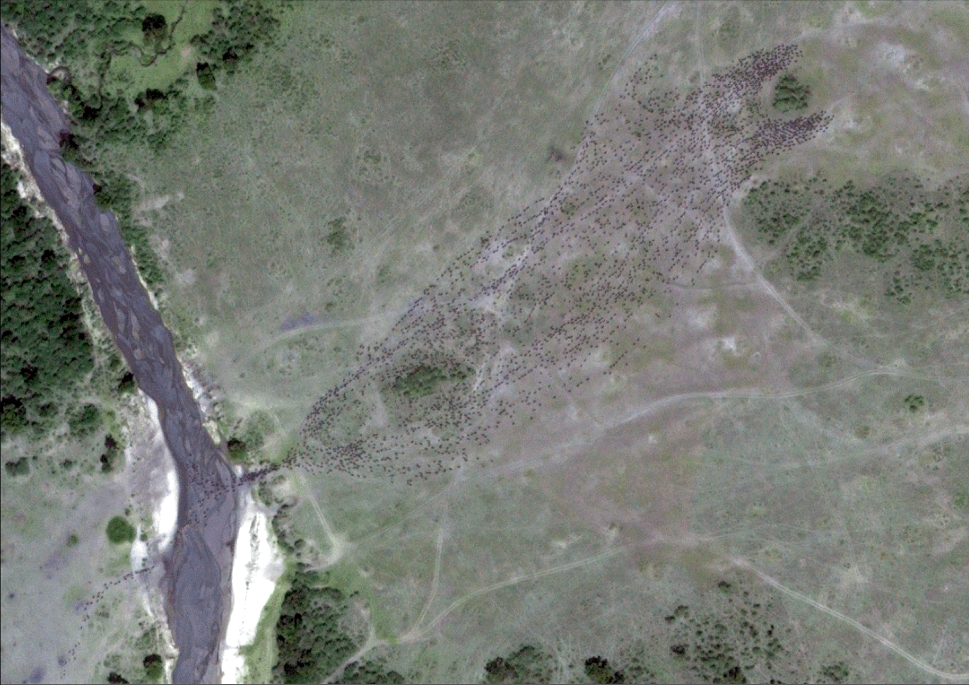 northward migration of wildebeest satellite view