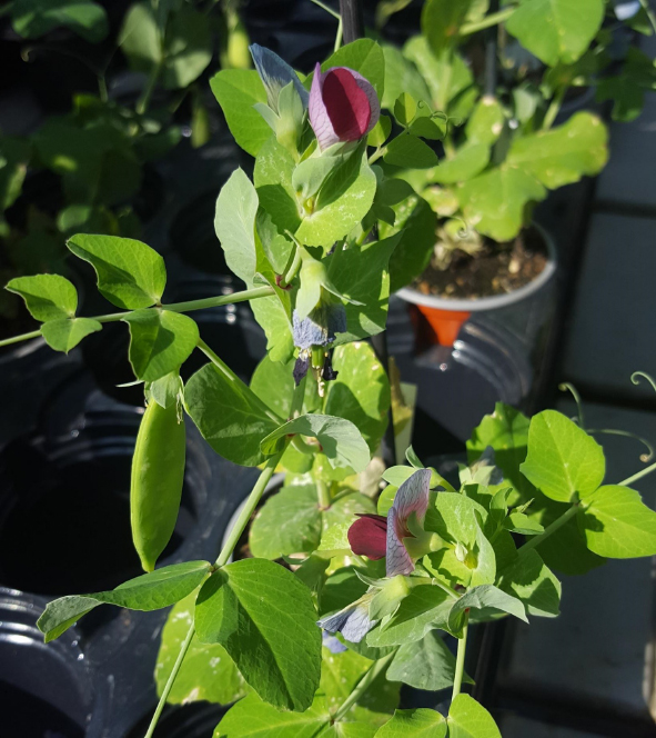 Molecular Signalling in Plant Development | Department of Biology