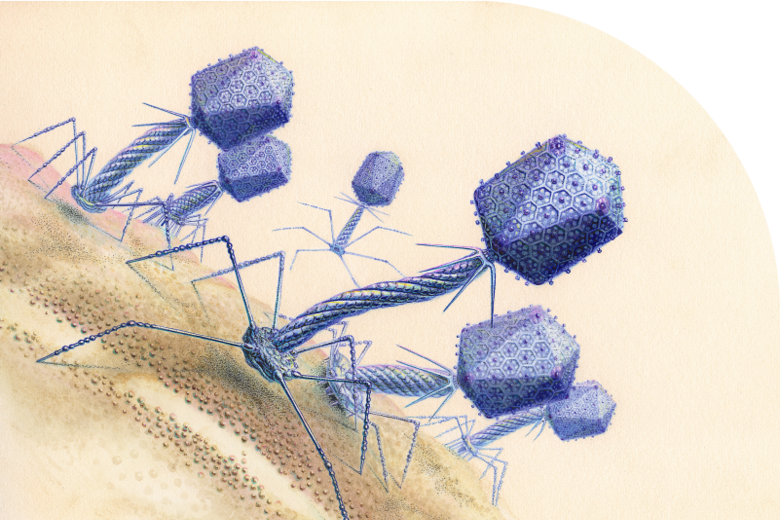 bacteriophage microbial grid curved