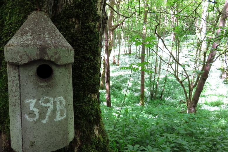 wytham woods c gem toes crichton