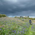 A view of a field of bluebells, with a dark stormy sky above