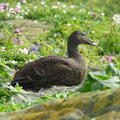 A female Eider sat on grass