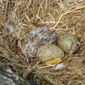 A herring gull chick in a nest, alongside unhatched eggs and a single piece of fusilli pasta