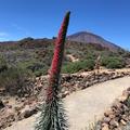 A plant with a mountain in the background