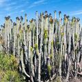 A group of cacti