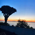 A sunset over the ocean, with trees in the foreground