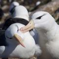 black browed albatross c tim guilford