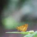 Hesperiid butterfly in Sabah, C. Owen Lewis