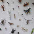 Insects and other animals in the Oxford Natural History Museum
