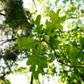 Oak trees in Wytham Woods, C. Kristiina Visakorpi