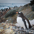 Penguin colonies studied in Antarctica, C. Fiona Jones