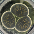 Penicillin under the microscope, C. CABI