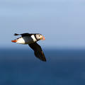 Puffin flying over the sea