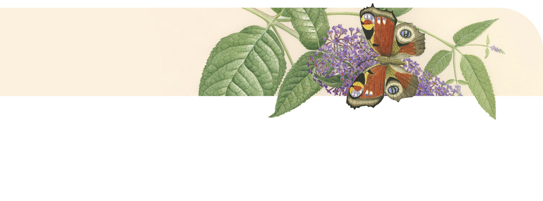 content width banner  butterfly