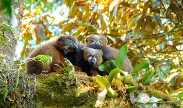 Red-bellied lemurs