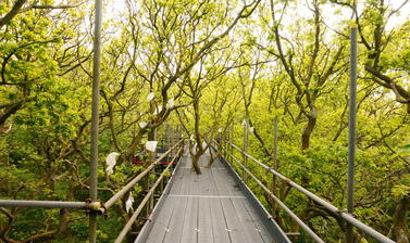 canopy walkway