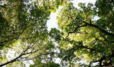 oak canopy