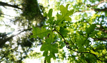 oak leaves