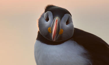 Puffin at dawn in the Bay of Fundy (credit: Tony Einfeldt)