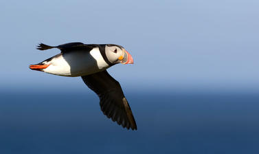 Puffin in flight in the Norwegian Sea (credit: Tycho Anker Nilssen)