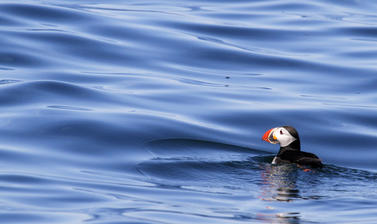 Puffin swimming (credit: Steve Kress)