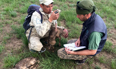 saiga calf processing by talgat kisebaev  alexey timoshenko