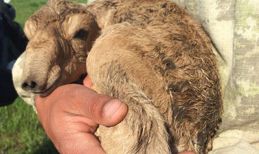 saiga calf