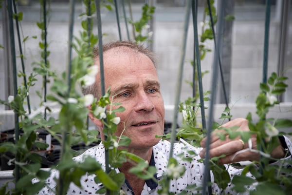 Professor Lars Ostergaard in a greenhouse looking at a pea plant