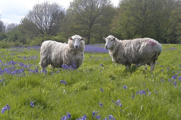 Two sheep in a field with bluebells