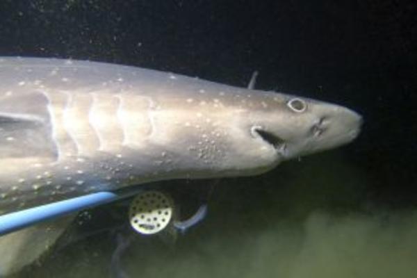 Bramble Shark swimming