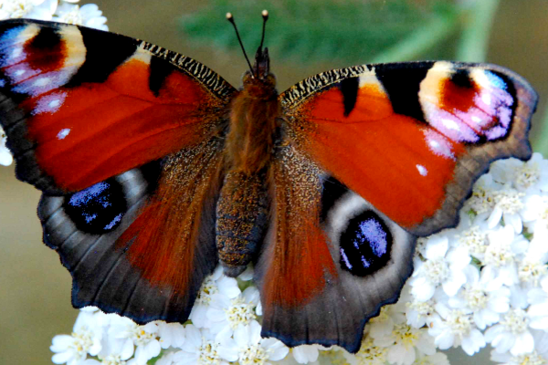 A peacock butterfly