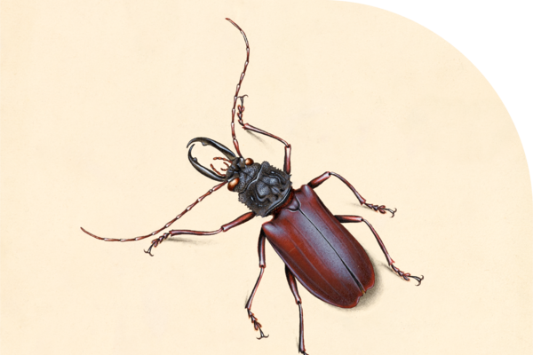 Biology beetle logo with a curved right hand corner