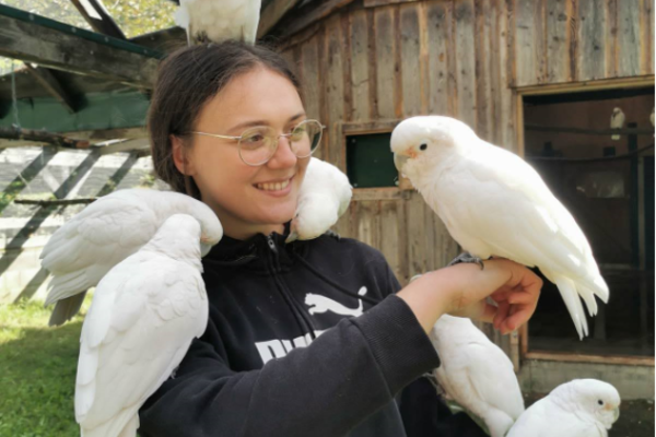 celestine with cockatoos