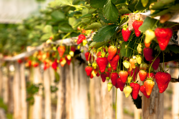 Strawberry farm with strawberries hanging out of growth shelves