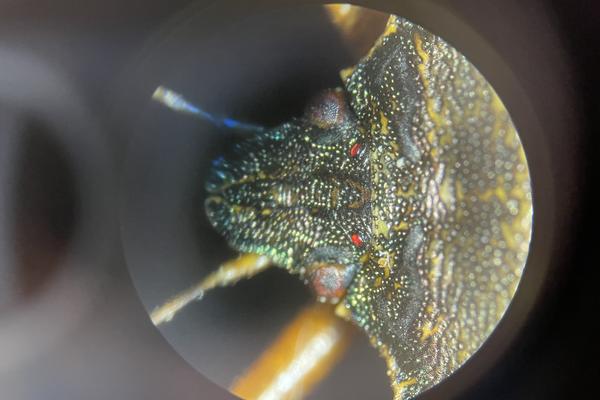 Insect close up under a microscope