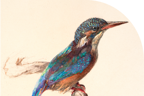 kingfisher ecology grid curved