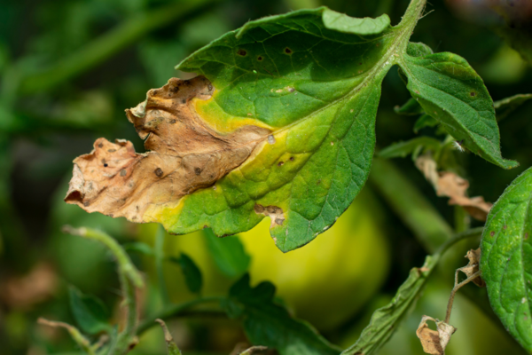 Leaf with fungal disease