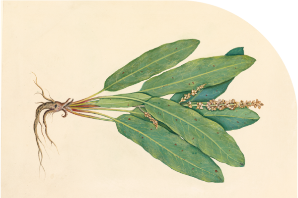 sorrel plantmolec grid curved