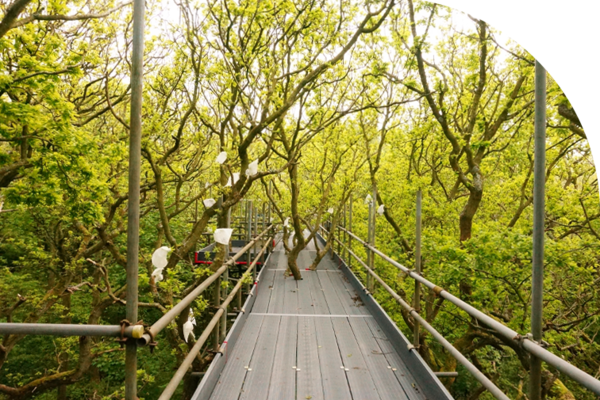 canopy walkway among the trees in wytham woods