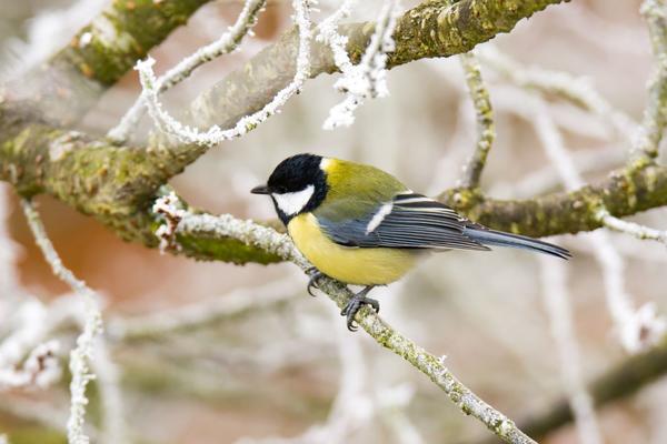 great tit