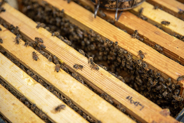 one of the Oxford Bee Lab's hives with many bees crawling on it