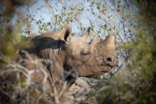rhino surrounded by foliage
