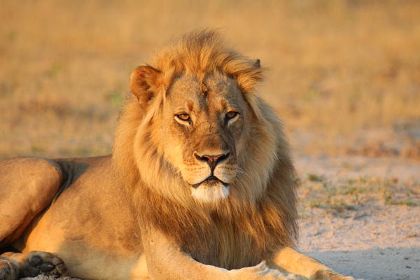 A young male lion sits on the ground in dawn or evening sunlight