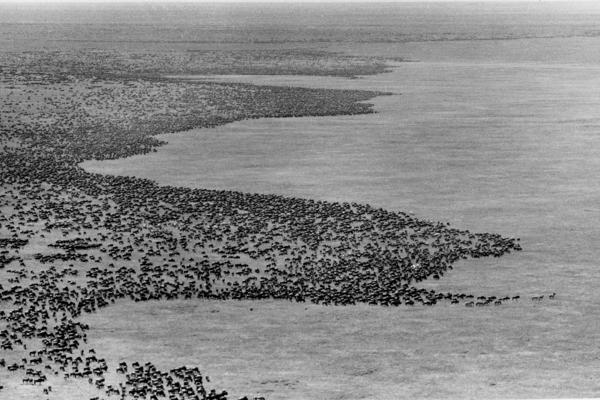 wildebeest herds in the serengeti
