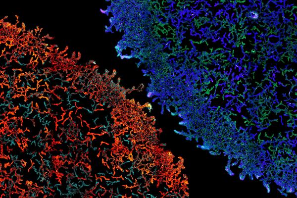 Two colonies, one coloured blue and the other red